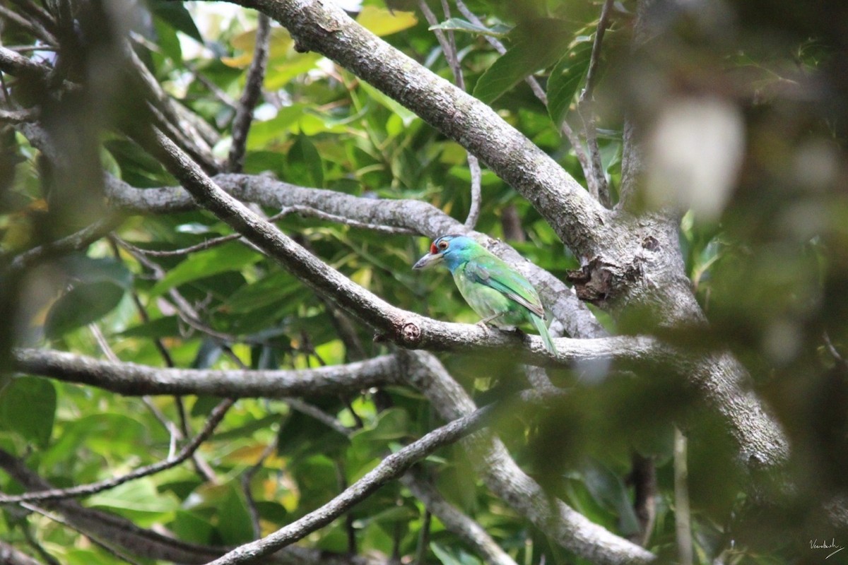 Blue-throated Barbet - Veeradach  Tamkuan