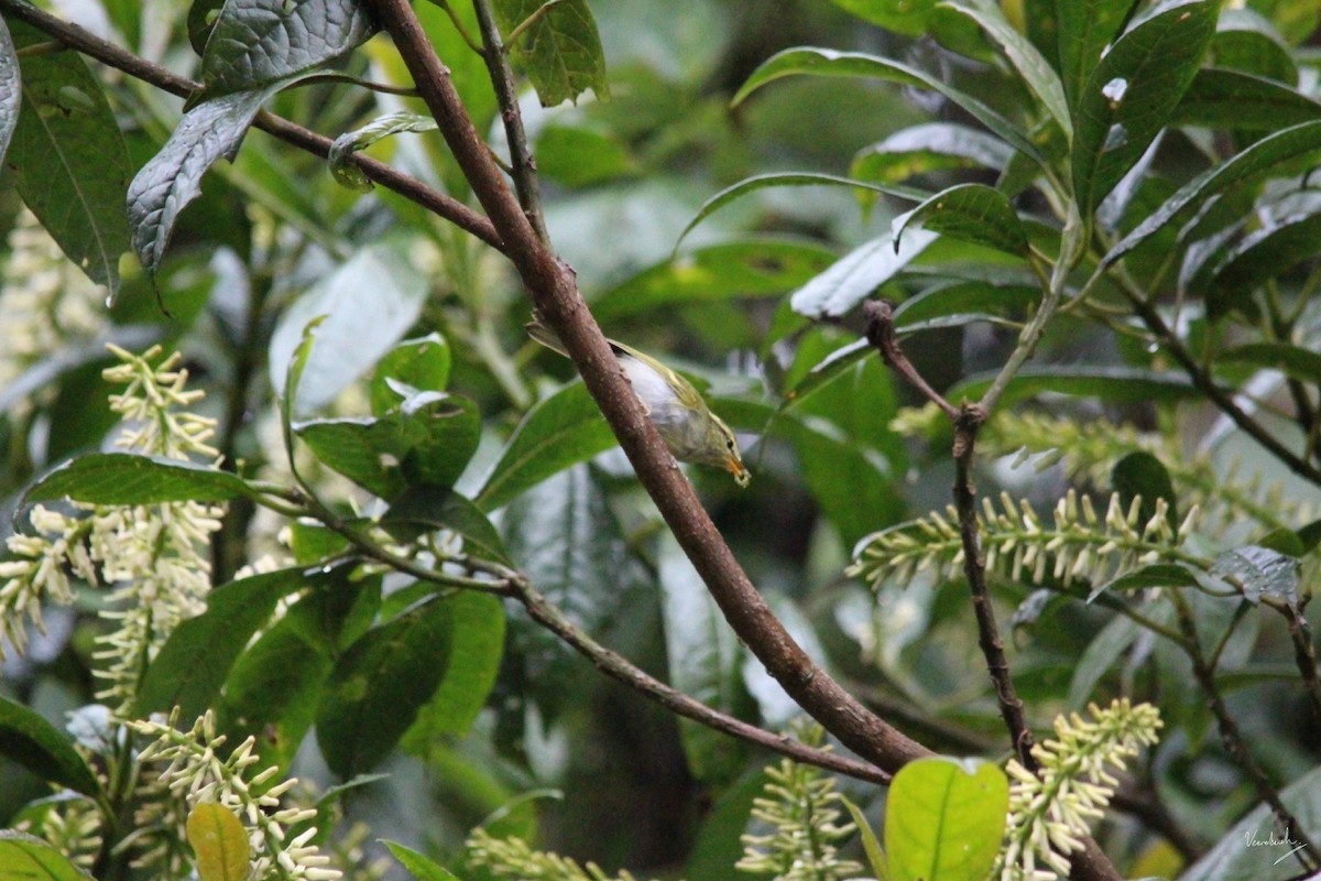 Davison's Leaf Warbler - Veeradach  Tamkuan