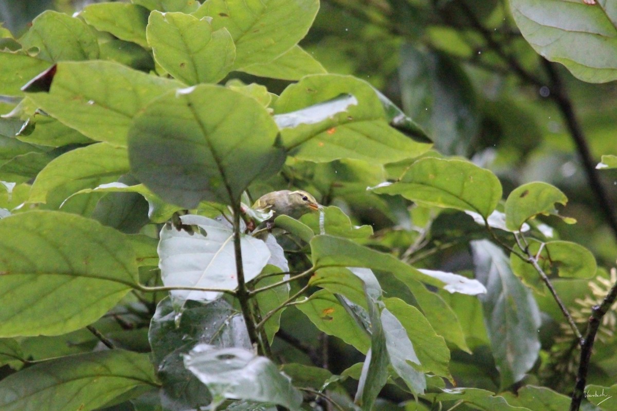 Davison's Leaf Warbler - Veeradach  Tamkuan