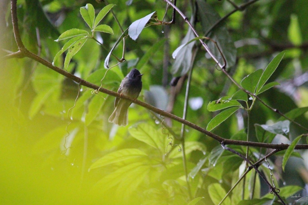 Gray-headed Canary-Flycatcher - Veeradach  Tamkuan