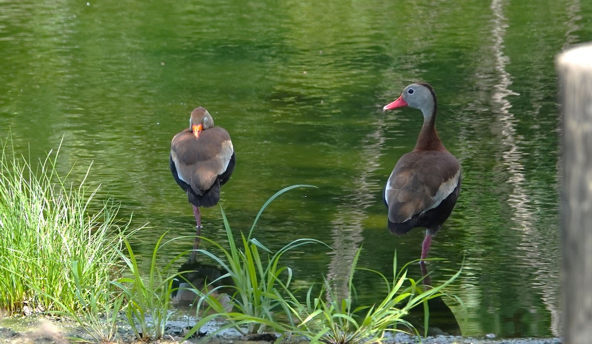 アカハシリュウキュウガモ - ML457039561