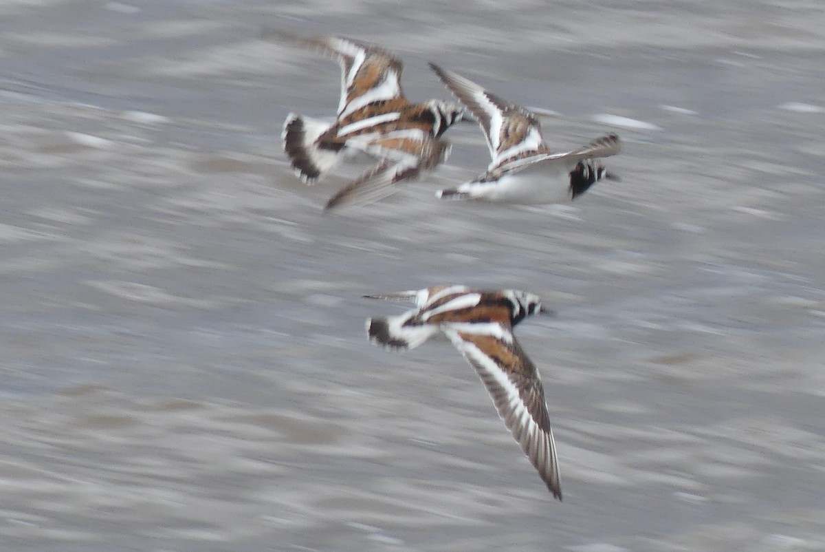 Ruddy Turnstone - André Labelle