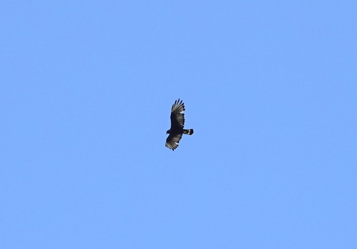 Zone-tailed Hawk - ML457039671