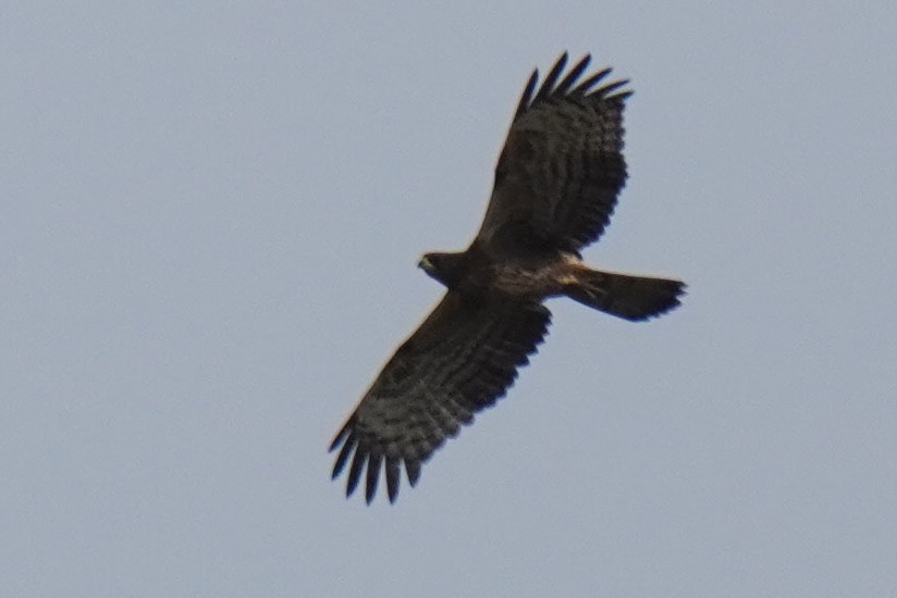 Oriental Honey-buzzard - ML457039681