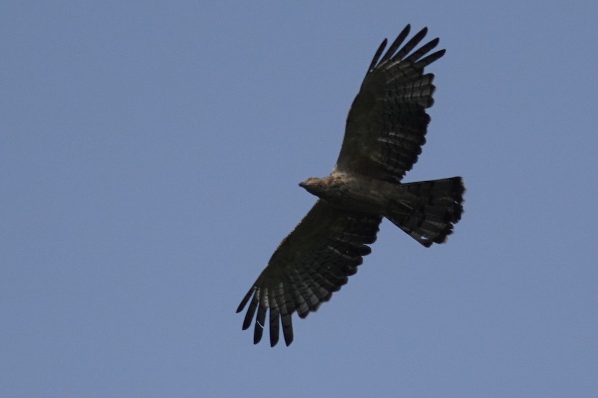 Oriental Honey-buzzard - ML457039691