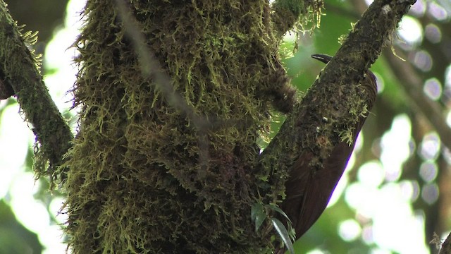 Strong-billed Woodcreeper (Andean/Northern) - ML457040