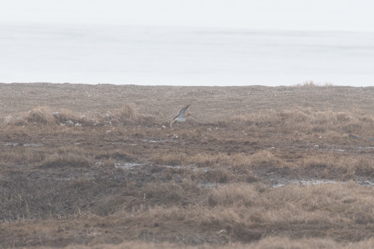 Common Snipe - ML457040371