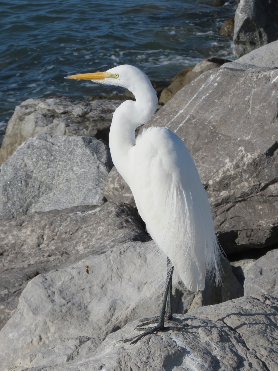 Great Egret - Sara Miller