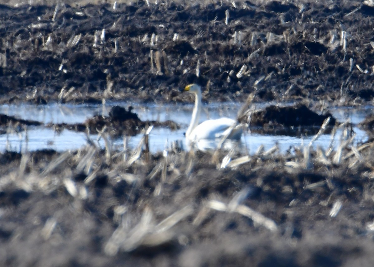 Tundra Swan - ML457040691