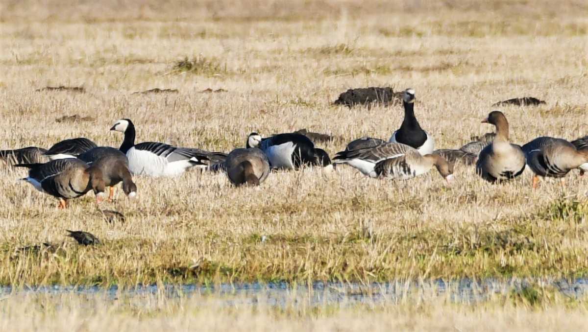 Barnacle Goose - ML457040781