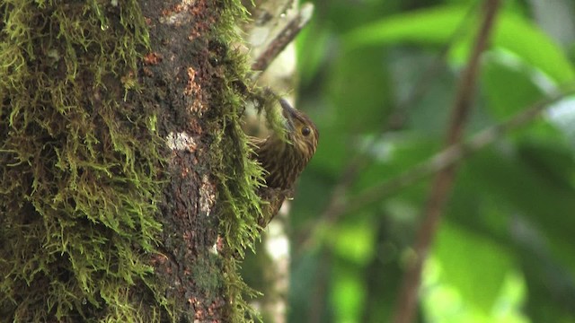 meiseltreløper (promeropirhynchus gr.) - ML457041