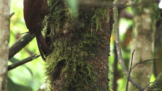 Strong-billed Woodcreeper (Andean/Northern) - ML457042