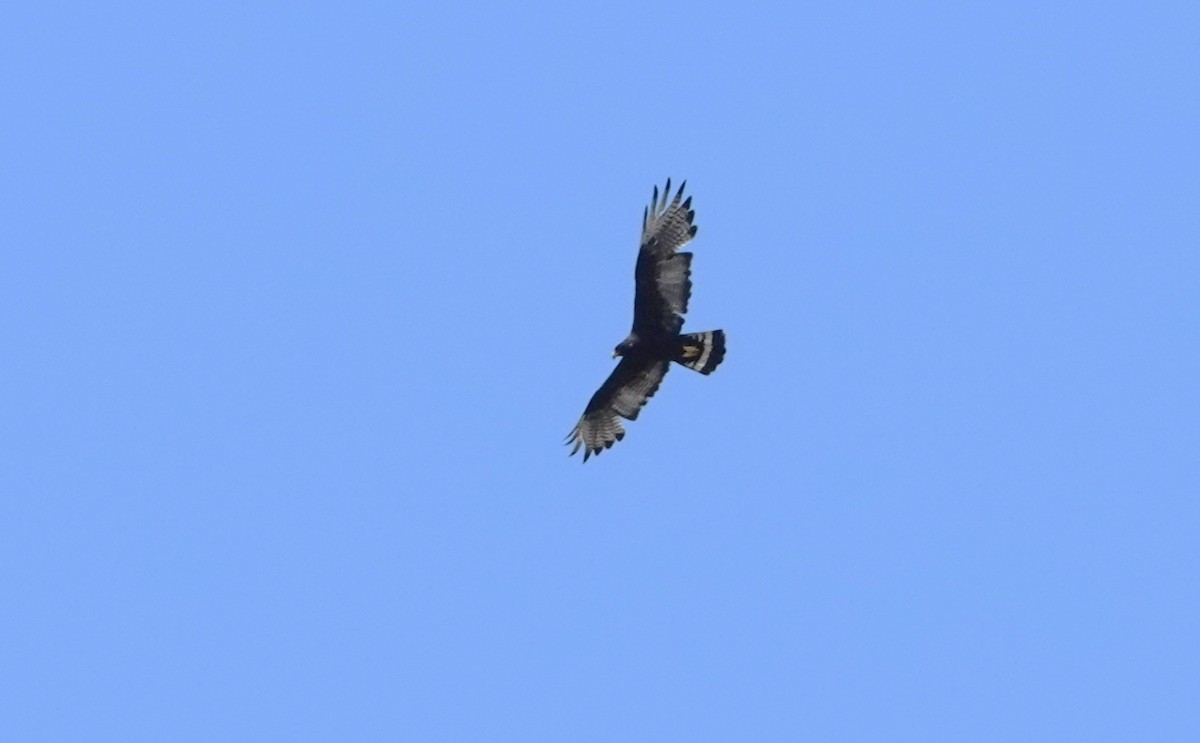 Zone-tailed Hawk - ML457042091