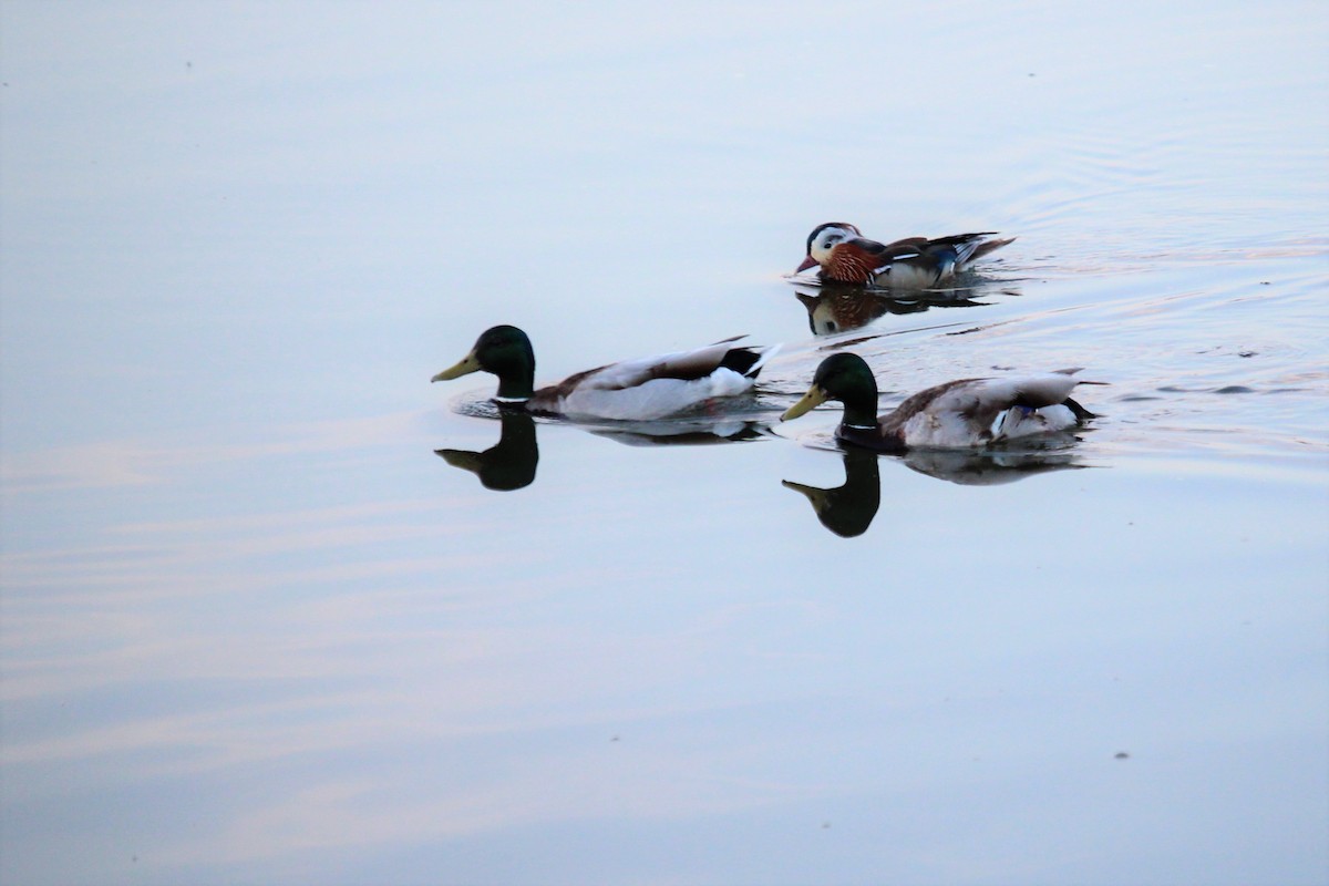 Mandarin Duck - ML457043661