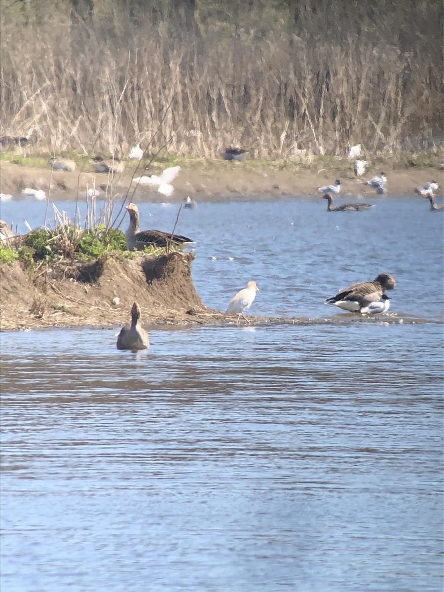 Western Cattle Egret - ML457043671