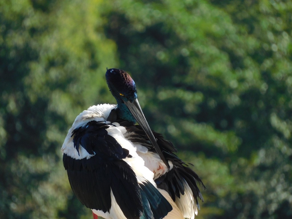 Black-necked Stork - ML457043751
