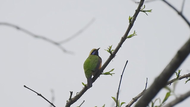 Orange-bellied Leafbird - ML457047221