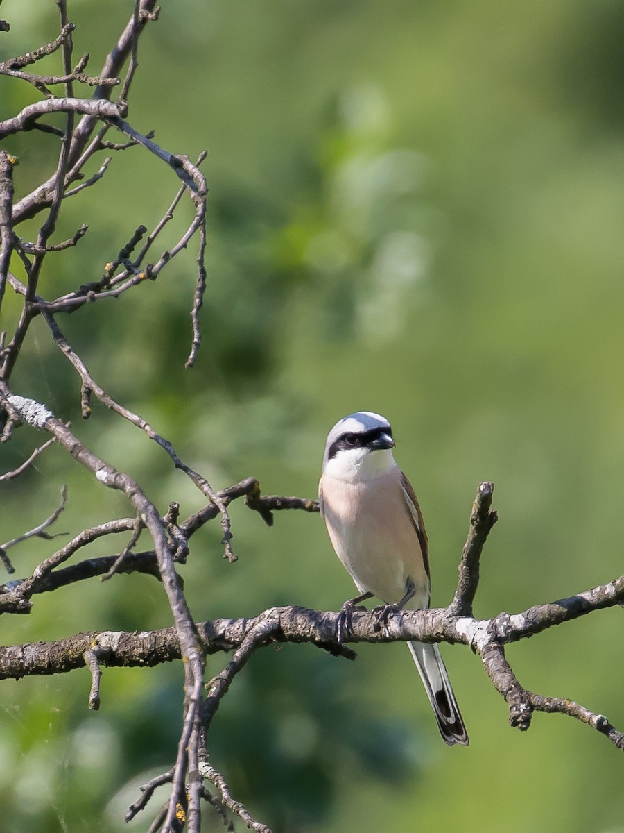 Red-backed Shrike - ML457048491