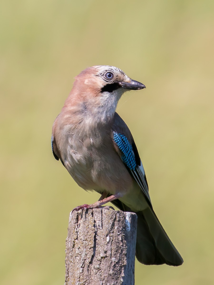 Eurasian Jay - ML457048601