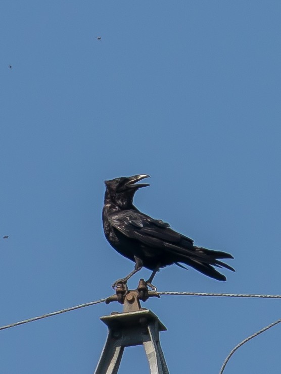 Common Raven - ML457048611