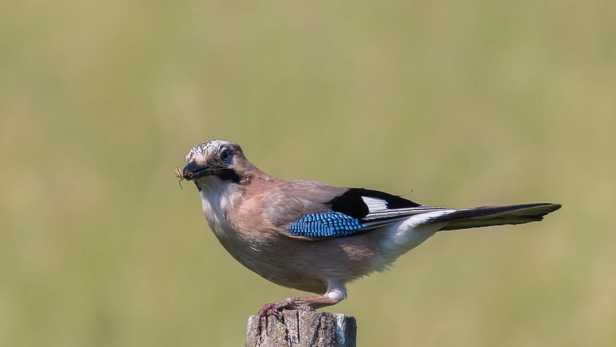 Eurasian Jay - ML457048631