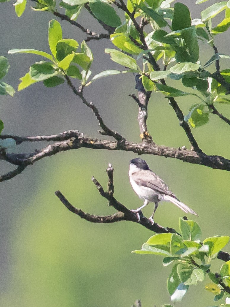 バルカンコガラ - ML457048721