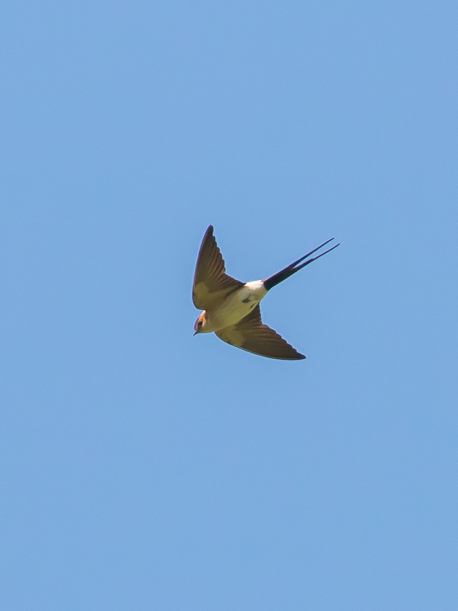 Red-rumped Swallow - ML457048801