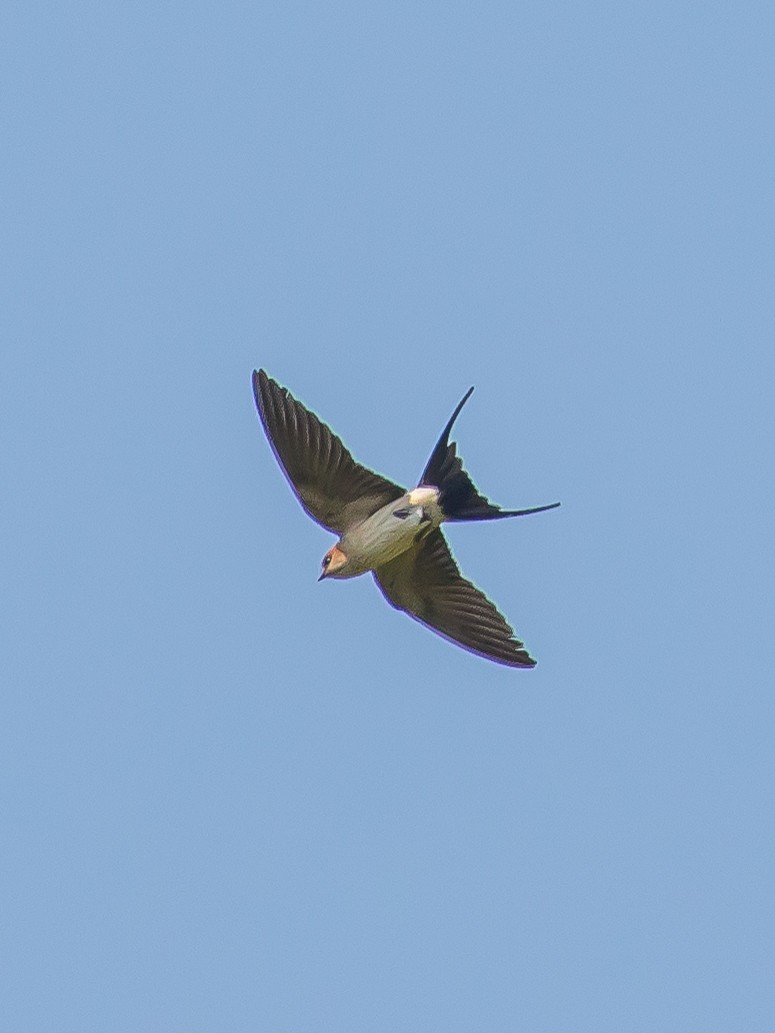 Red-rumped Swallow - ML457048811