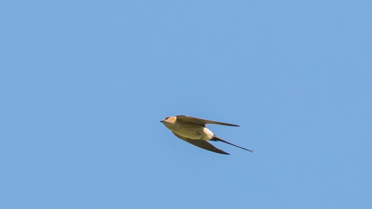 Red-rumped Swallow - ML457048831