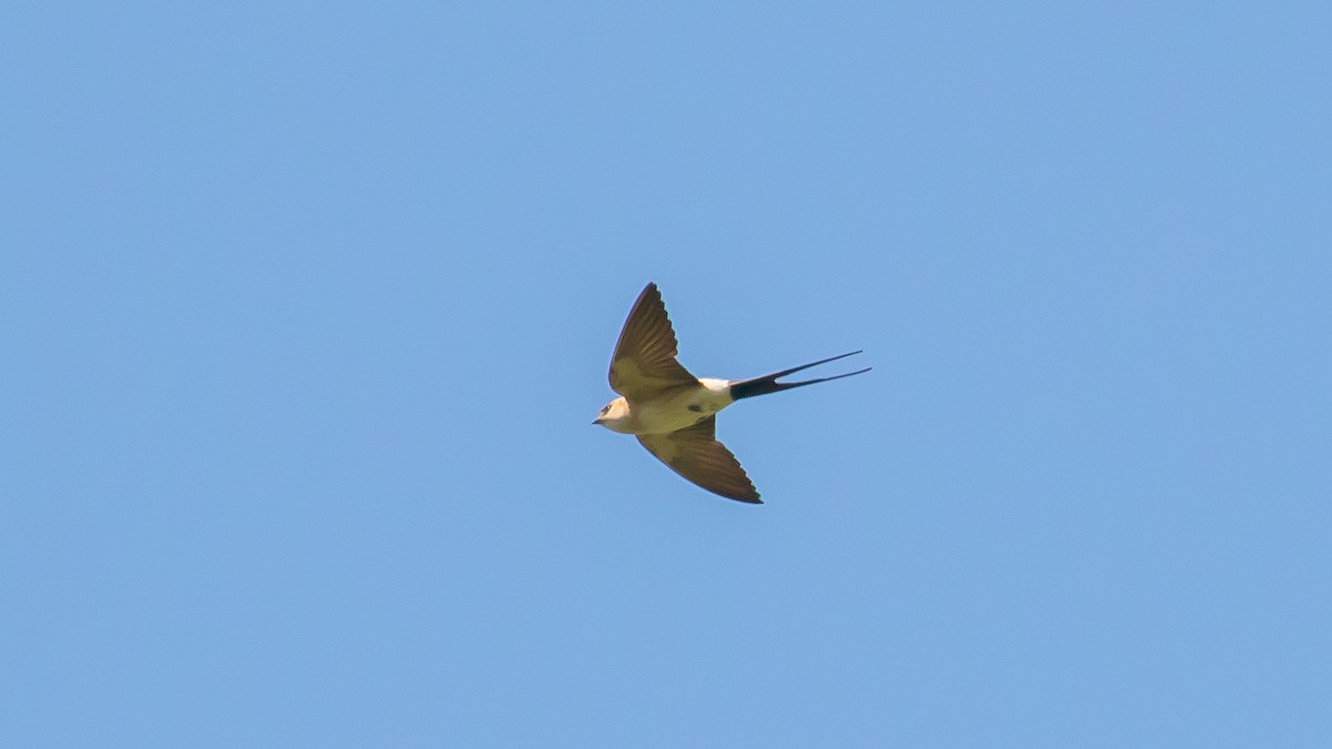 Red-rumped Swallow - ML457048841