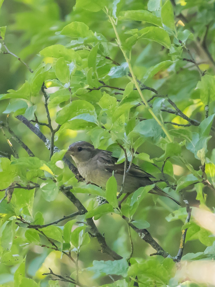 House Sparrow - ML457048881