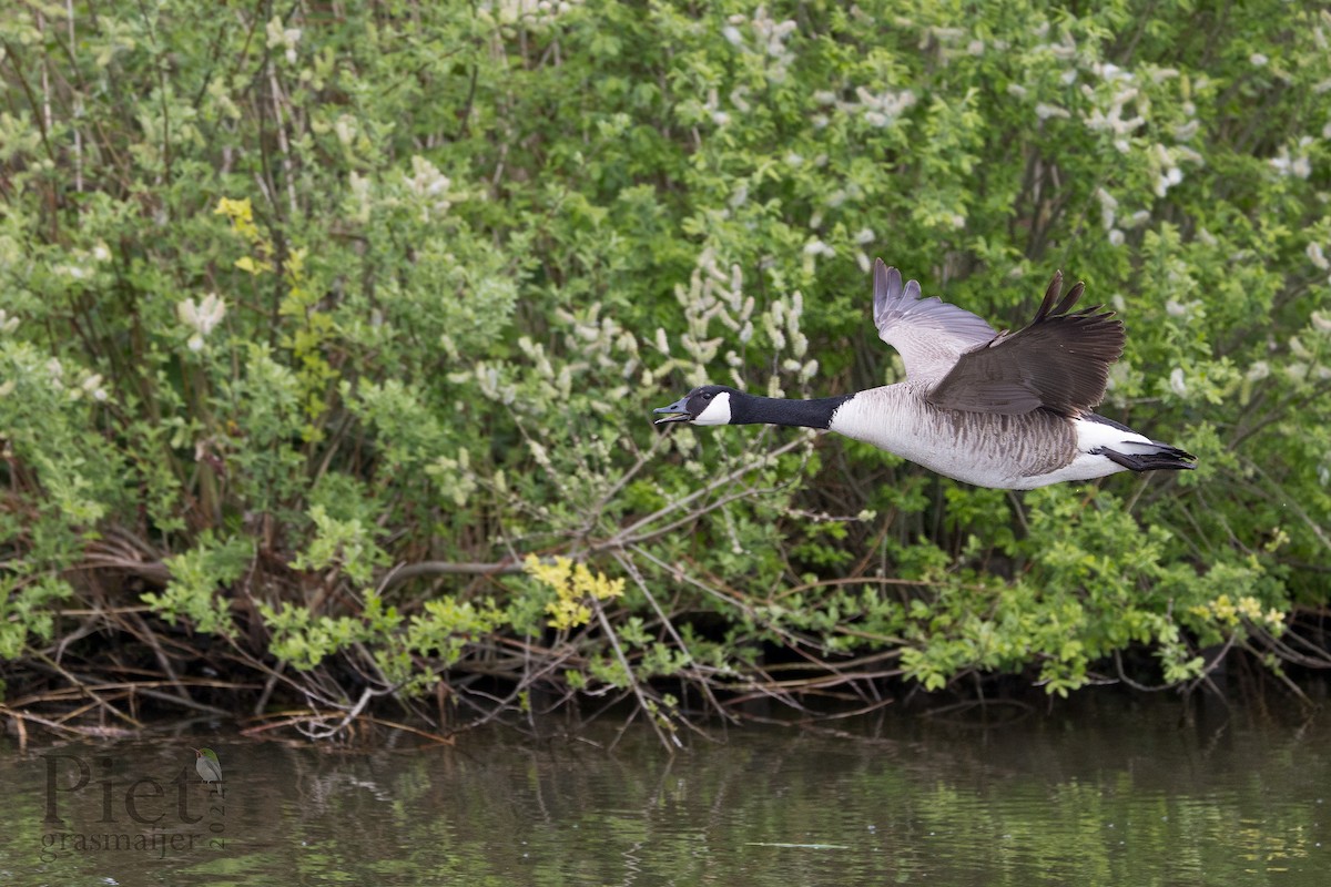 Canada Goose - Piet Grasmaijer