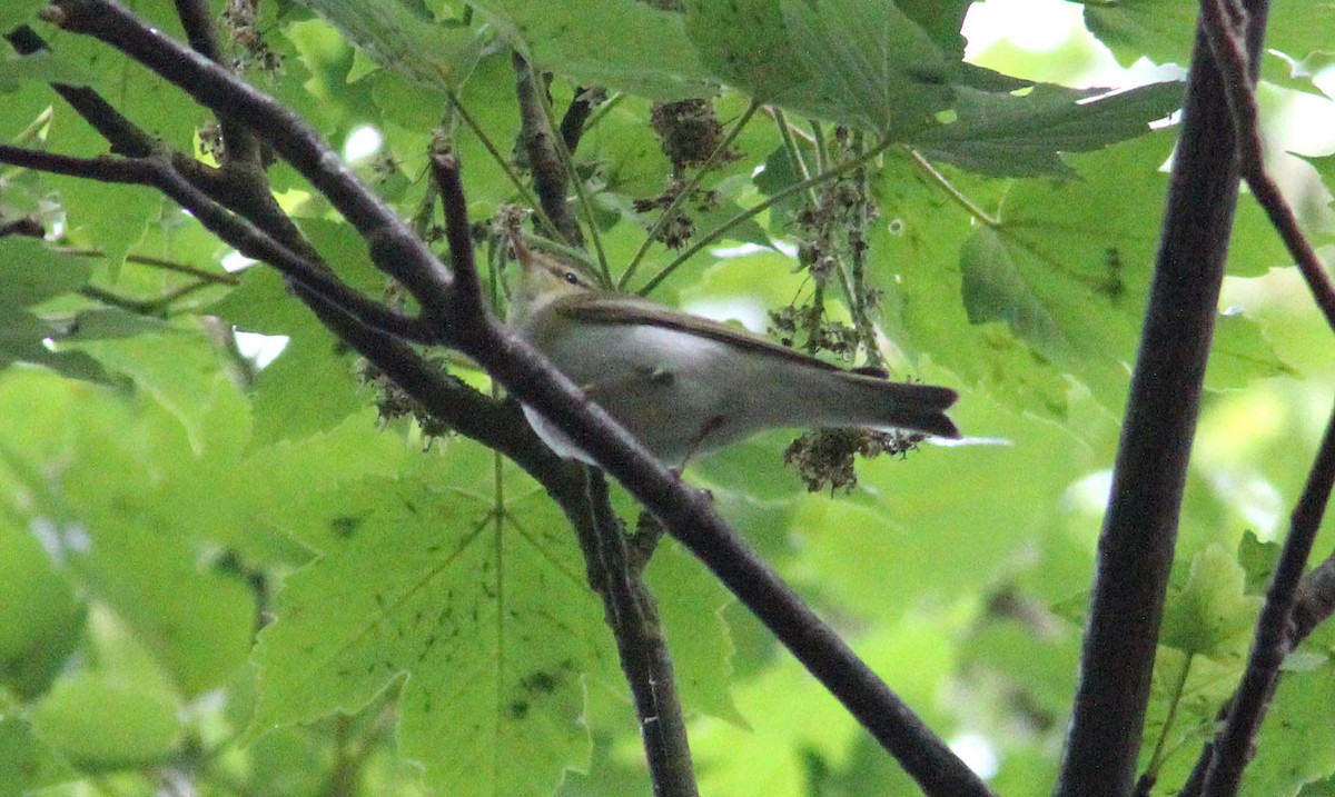 Wood Warbler - ML457049341