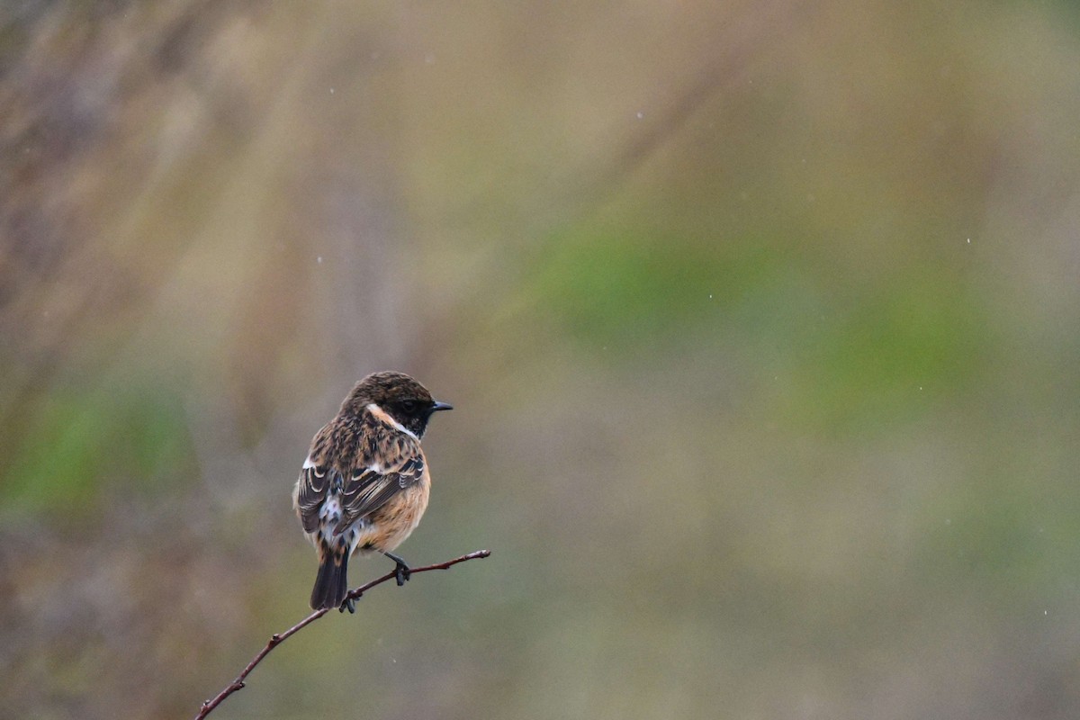 European Stonechat - ML457049751