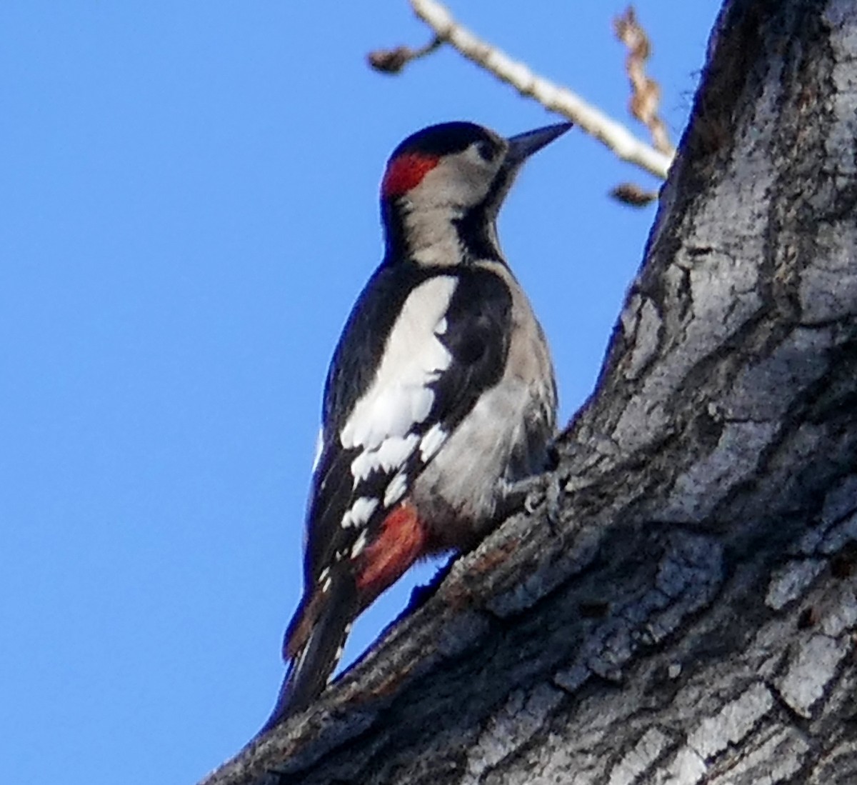 Syrian Woodpecker - ML457050421