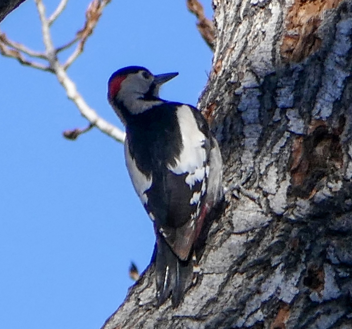 Syrian Woodpecker - ML457050431