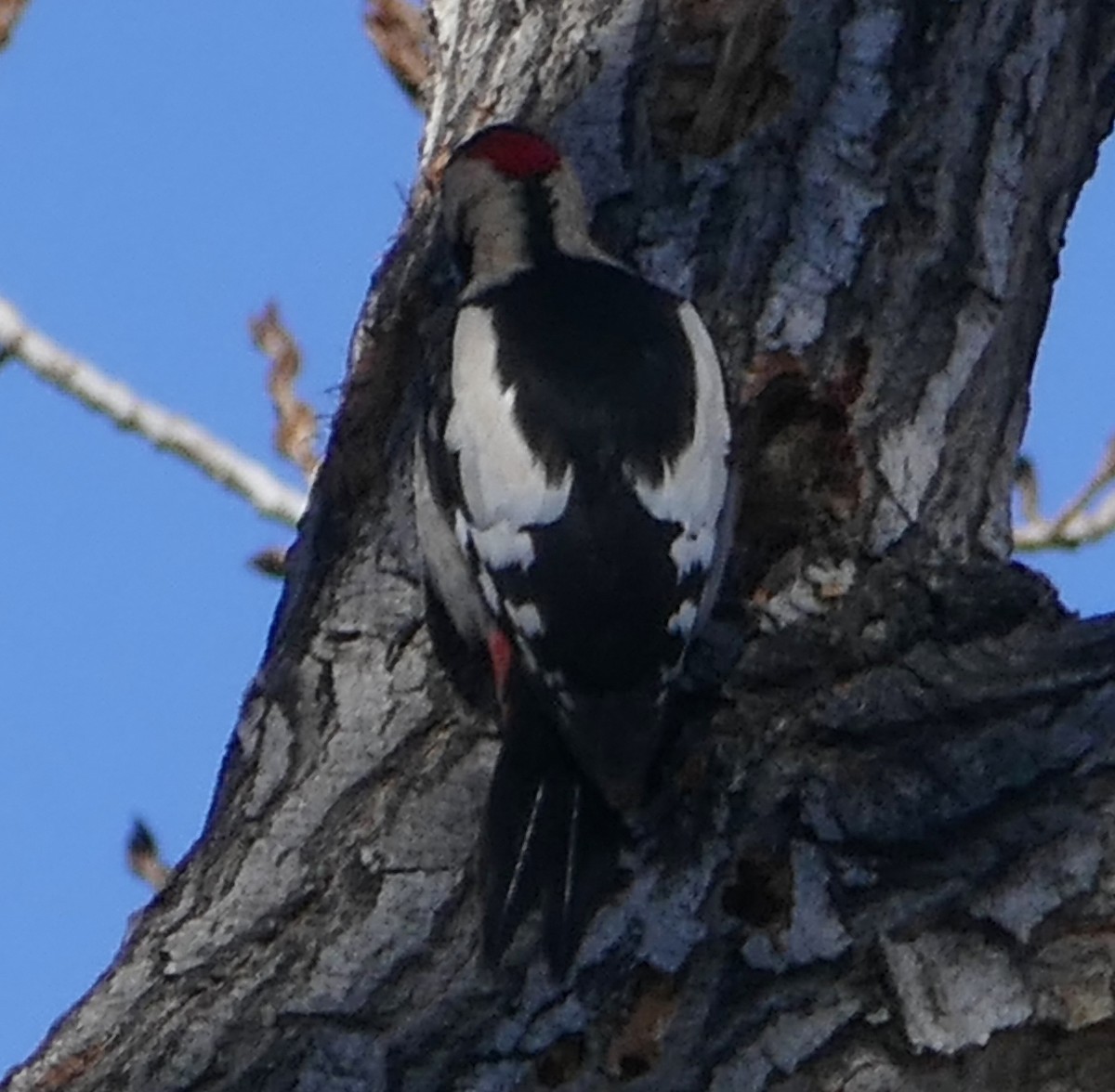Syrian Woodpecker - ML457050441