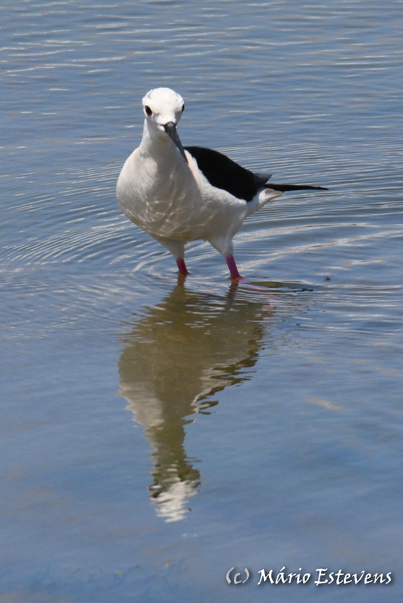 Black-winged Stilt - ML457050581