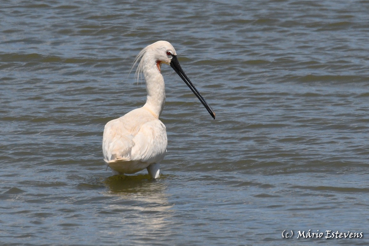 Eurasian Spoonbill - ML457050621