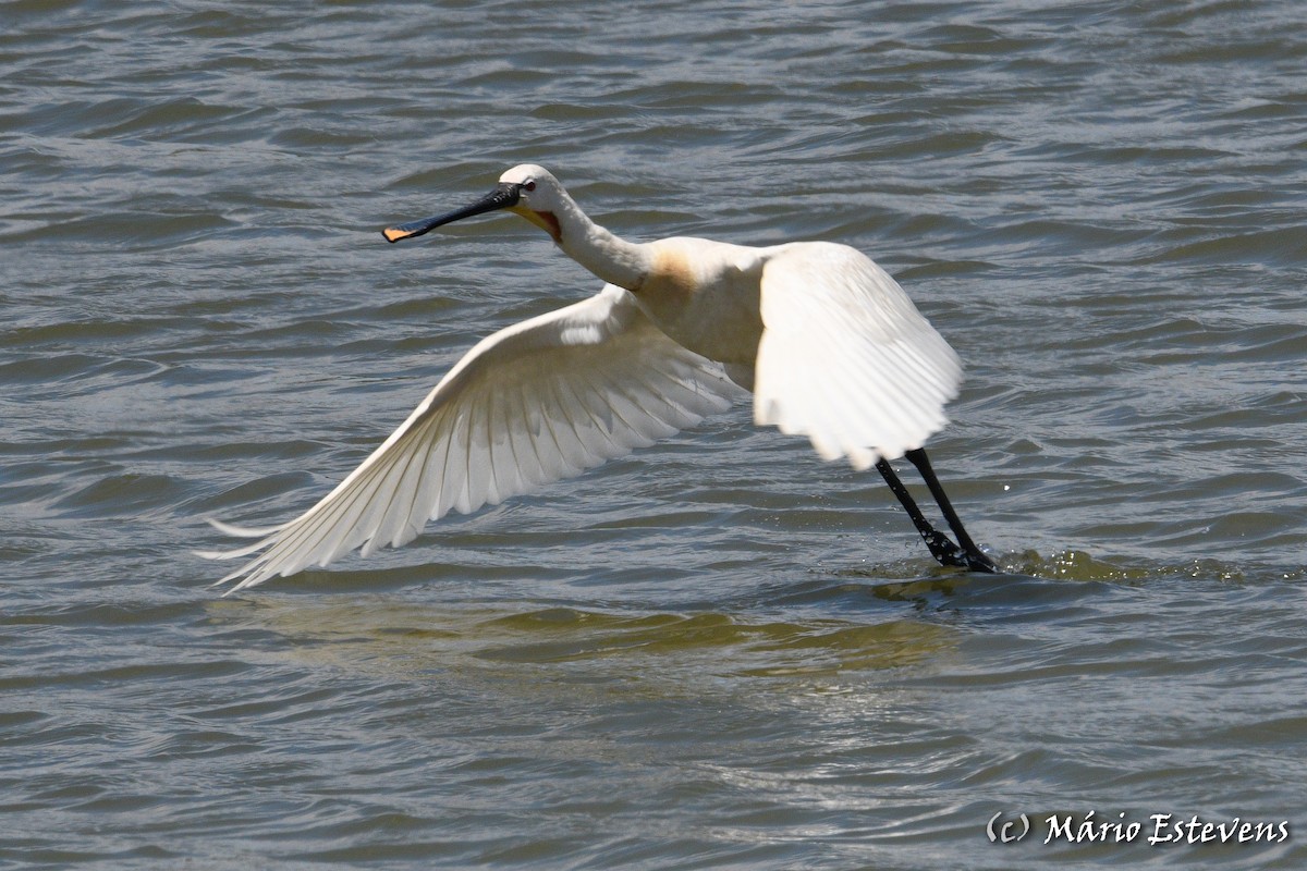 Eurasian Spoonbill - ML457050651