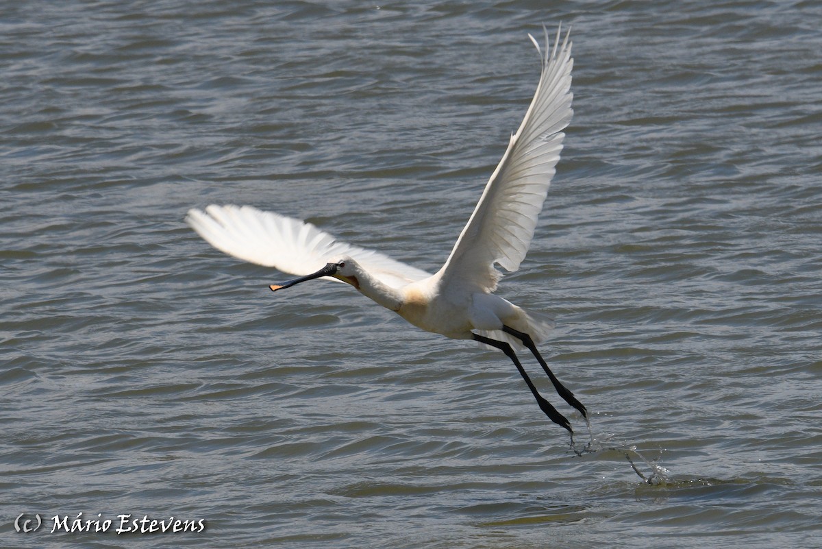 Eurasian Spoonbill - ML457050681