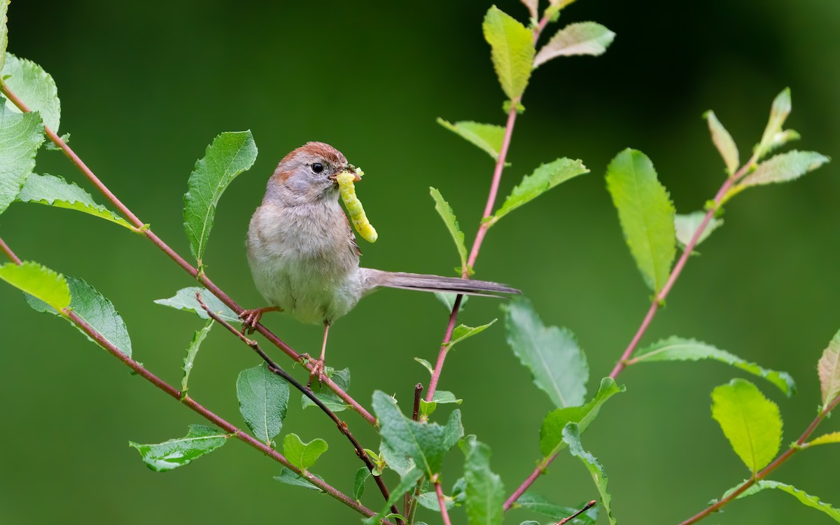 Field Sparrow - Susan Logan Ward