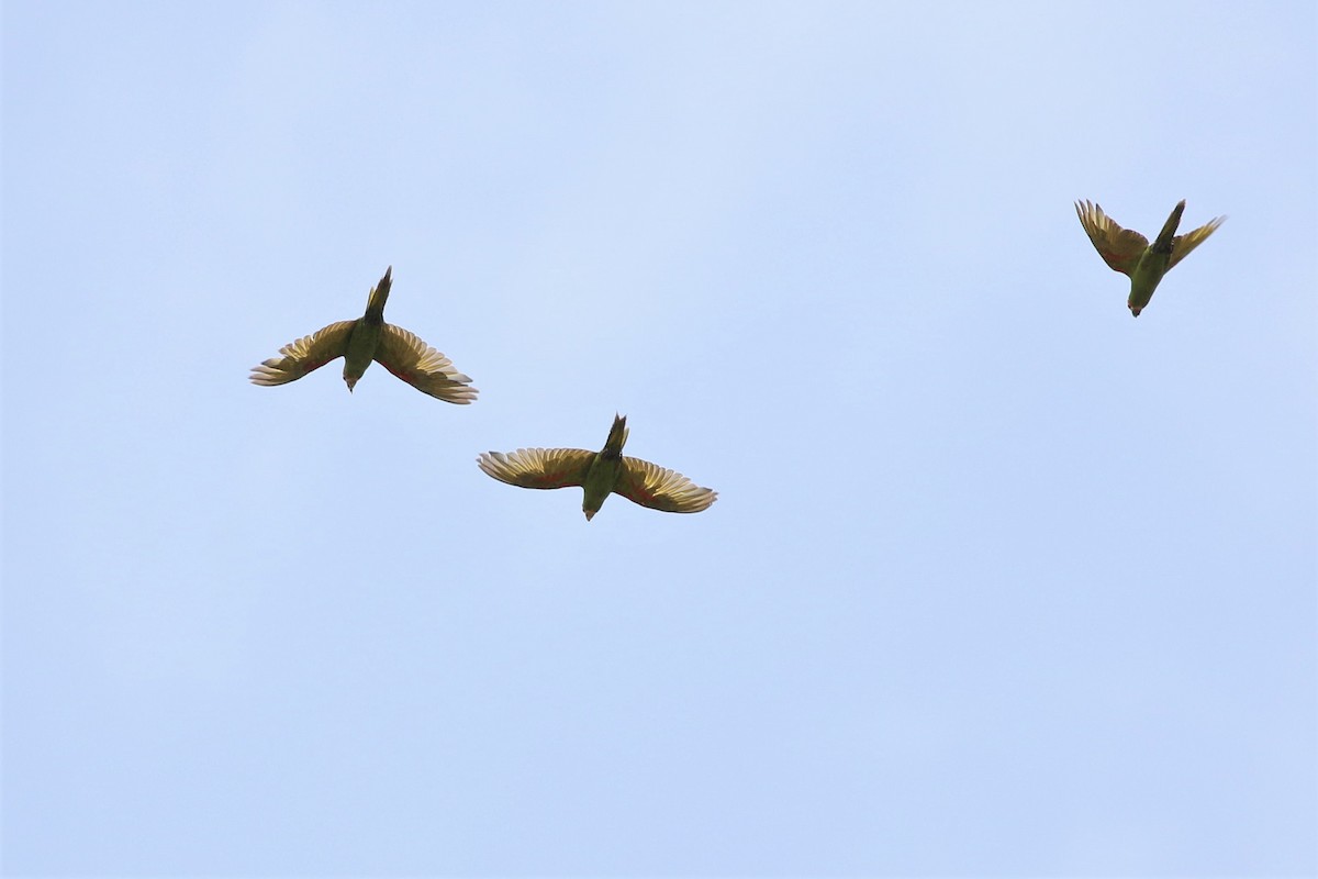 Red-masked Parakeet - ML457052121