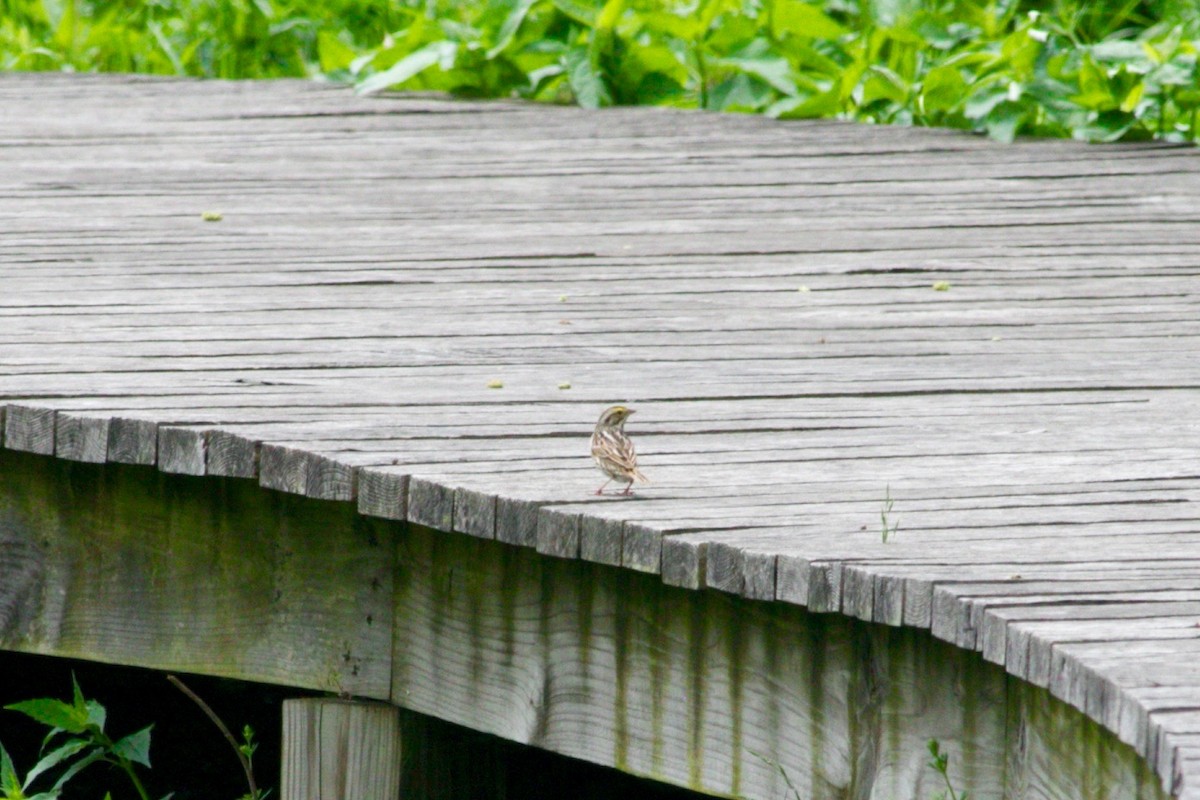 Savannah Sparrow - ML457052731