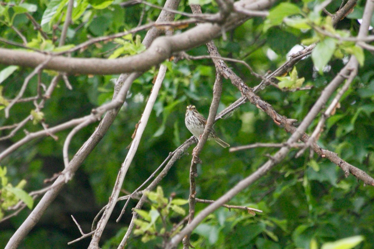 Savannah Sparrow - Loyan Beausoleil