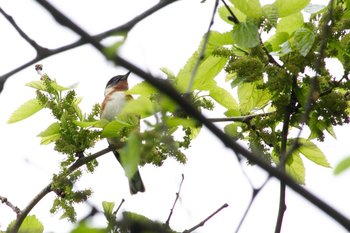 Bay-breasted Warbler - ML457052751