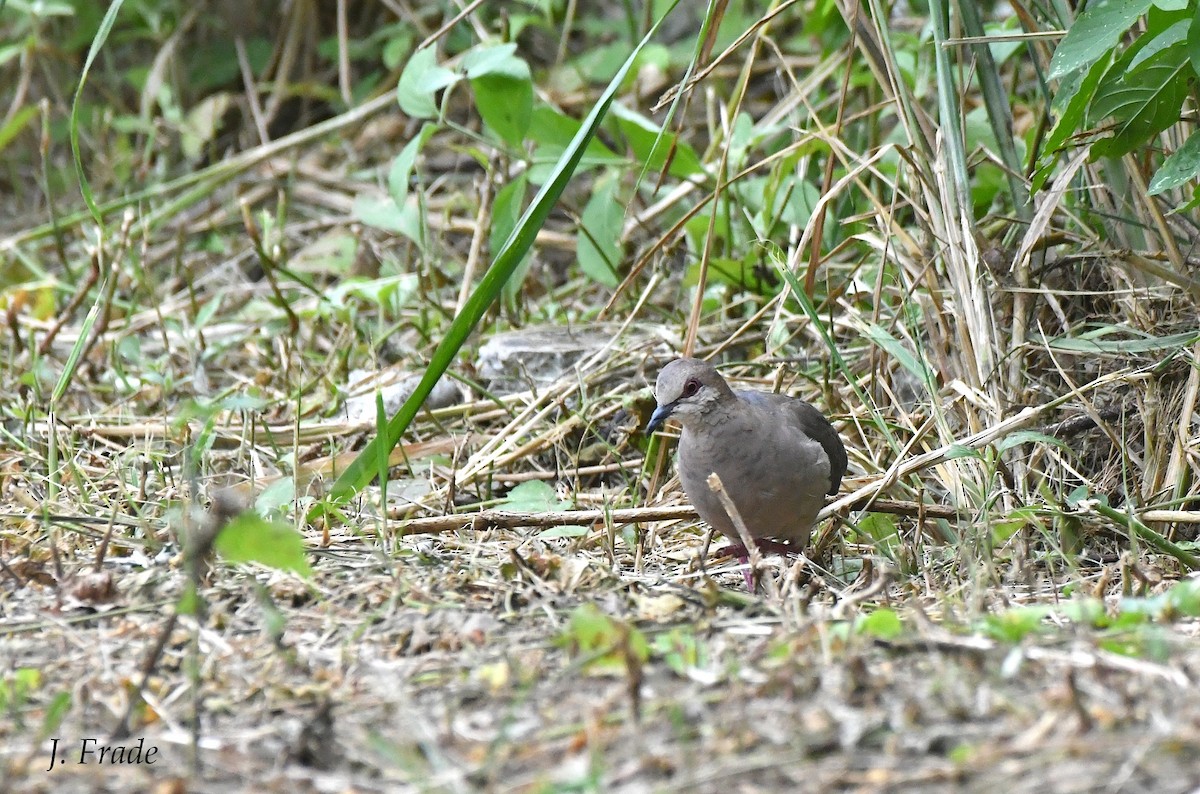 White-tipped Dove - José Frade