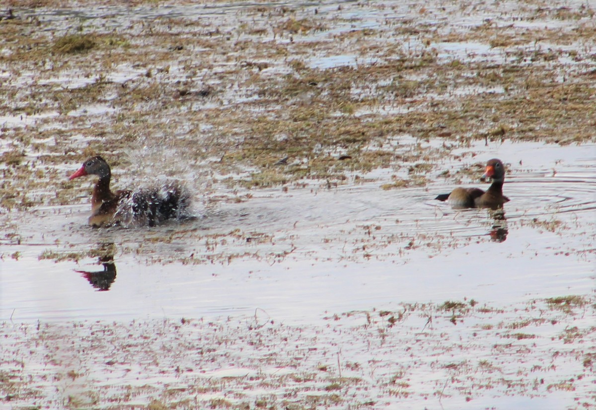 Black-bellied Whistling-Duck - ML457053511