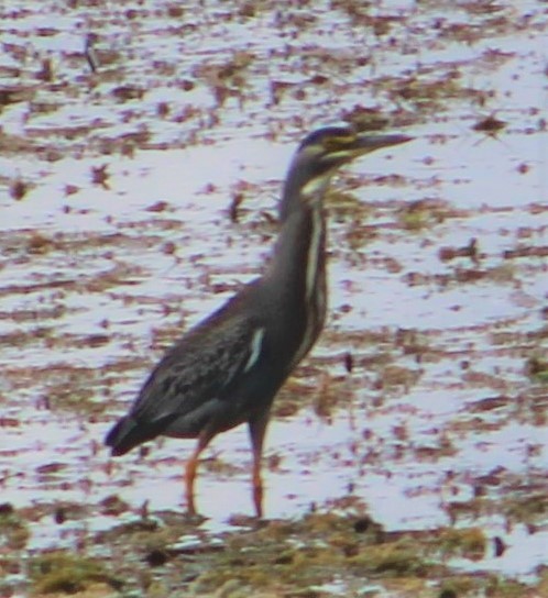 Striated Heron - ML457053531