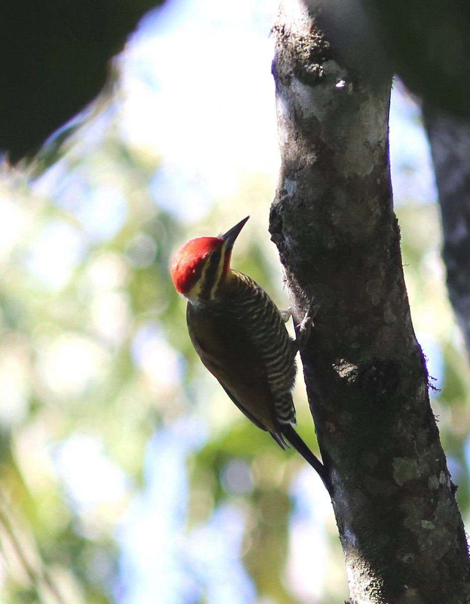 White-browed Woodpecker - ML45705411